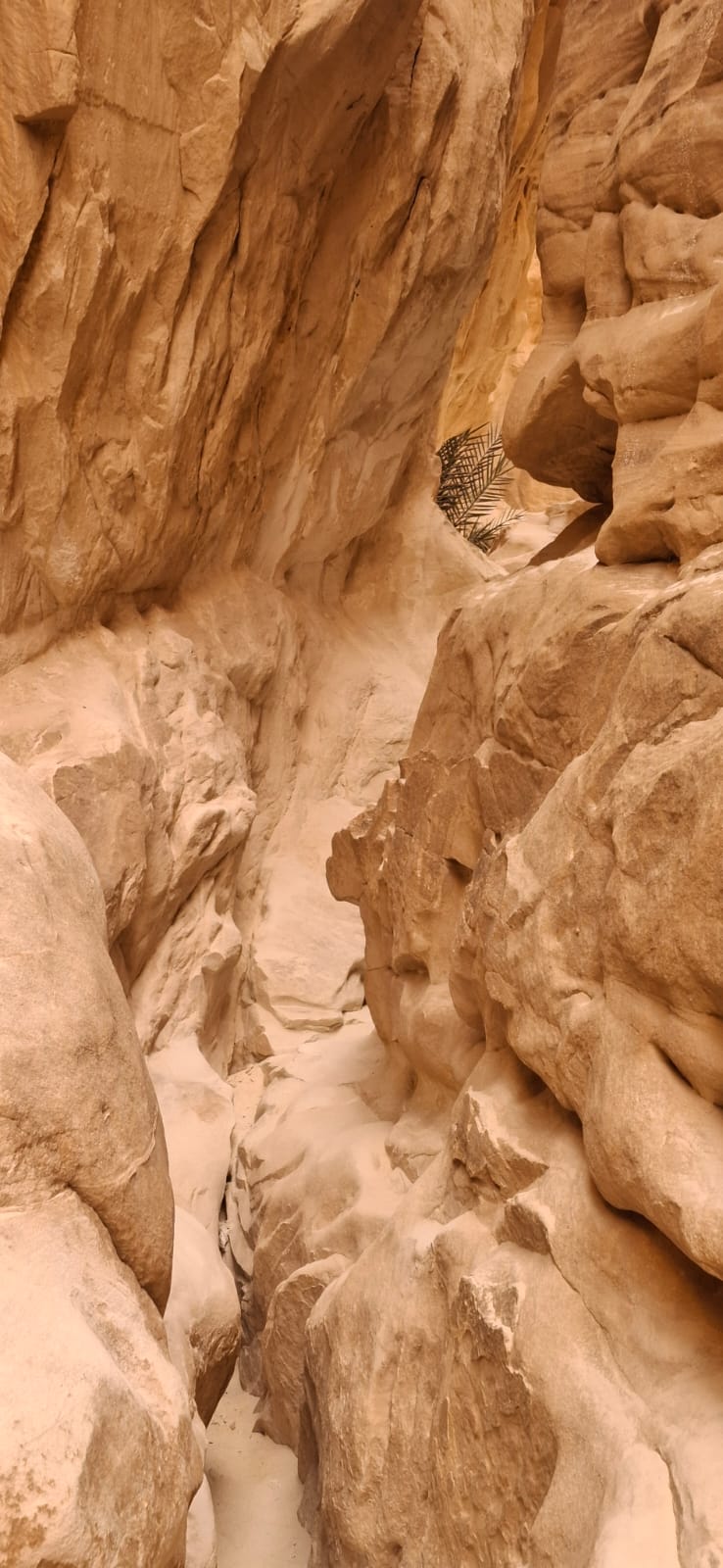 Madar Al-Saa Images 0.5284102396371495