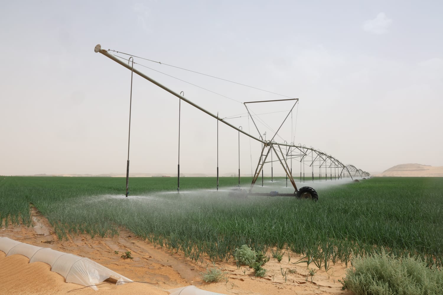 Madar Al-Saa Images 0.43943645111570295