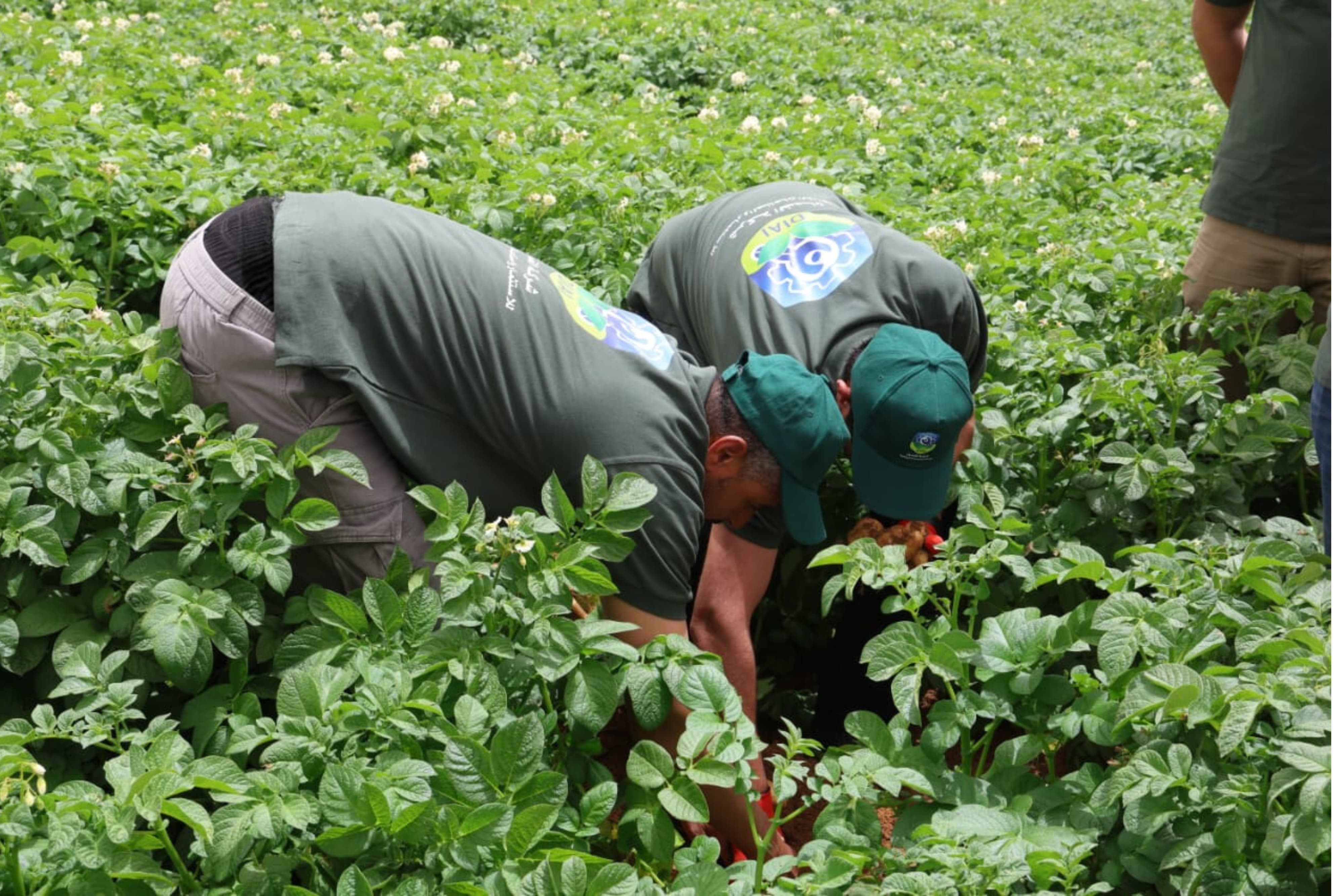 Madar Al-Saa Images 0.20163505639425383