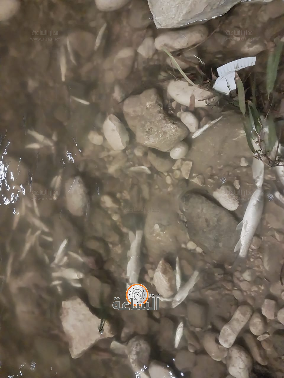 Madar Al-Saa Images 0.7490968094406698