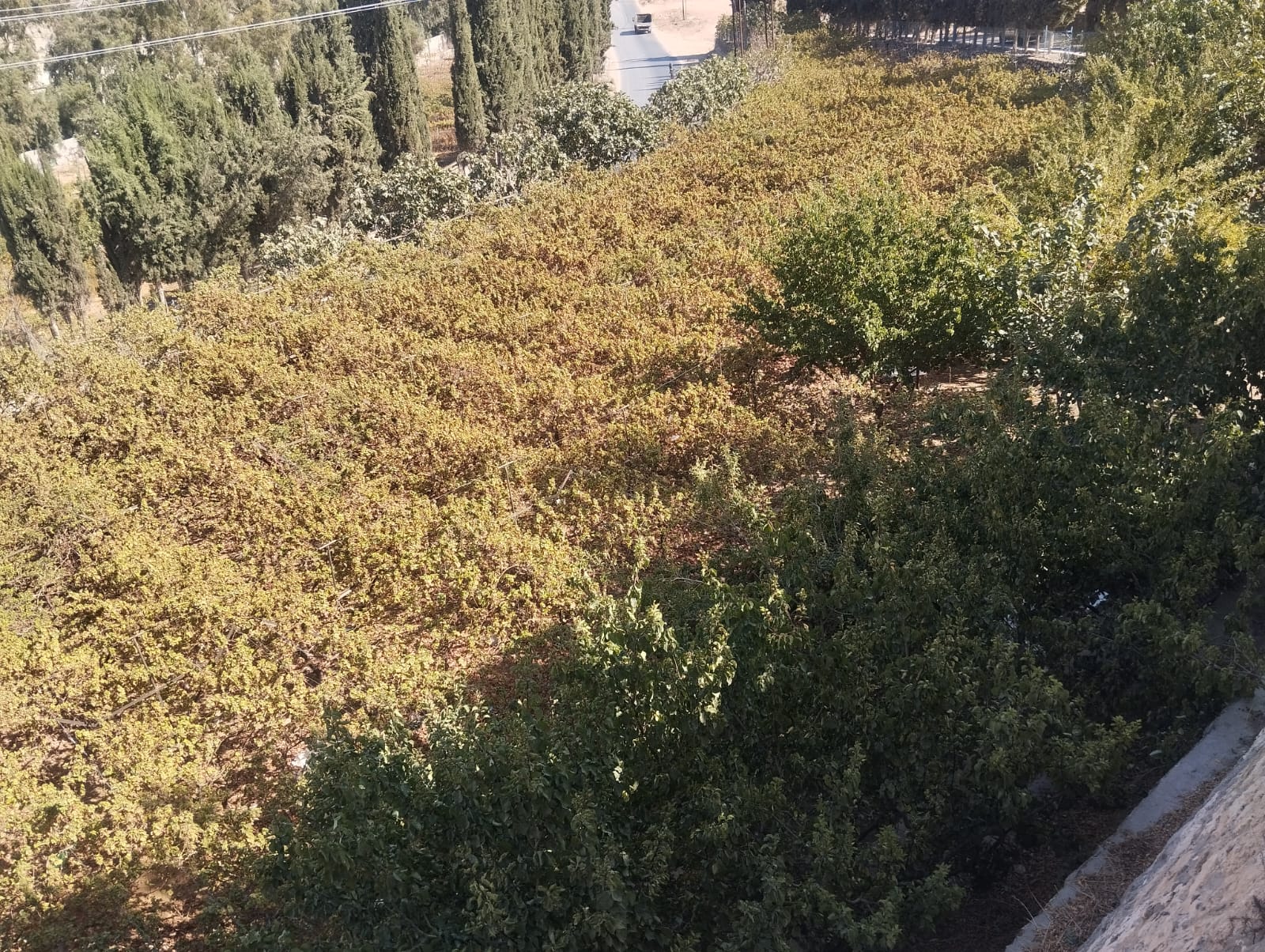 Madar Al-Saa Images 0.6300585848383713