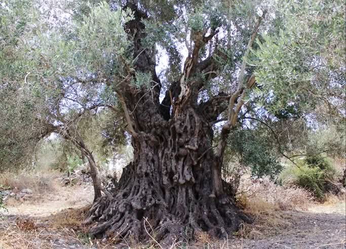 Madar Al-Saa Images 0.9235591491471586