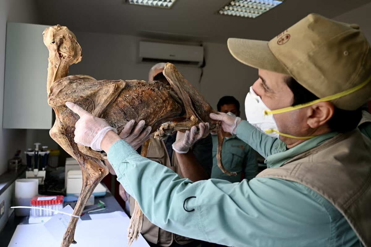 Madar Al-Saa Images 0.40075684905685927