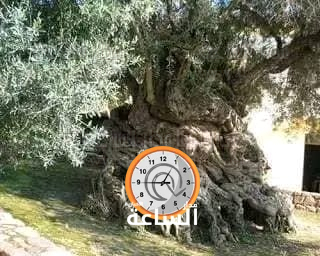 Madar Al-Saa Images 0.2844317706205046