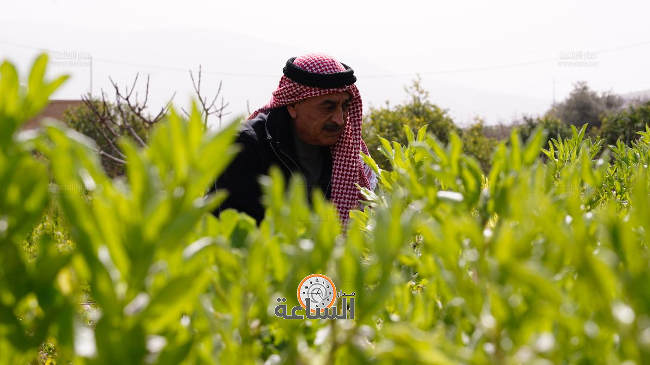 Madar Al-Saa Images 0.5405877441406948