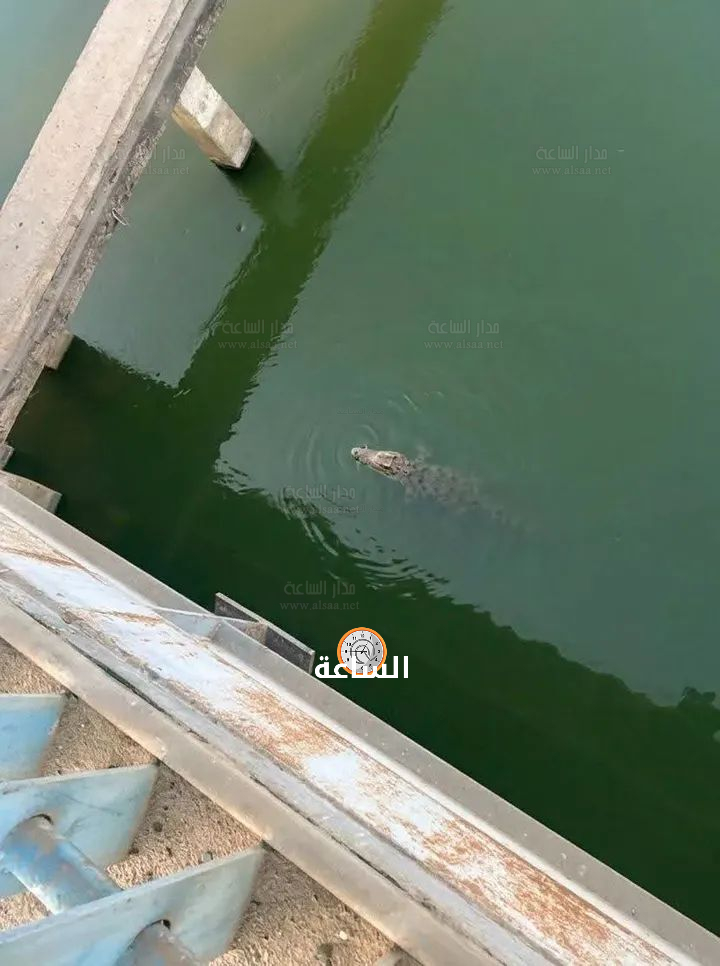 Madar Al-Saa Images 0.6268761612834681