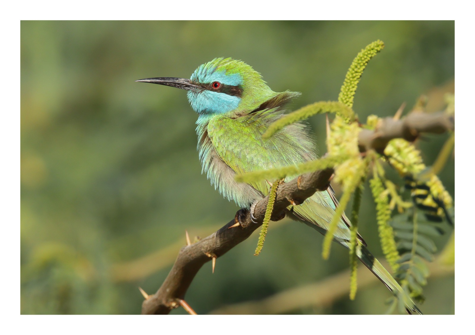 Madar Al-Saa Images 0.3767637348963261