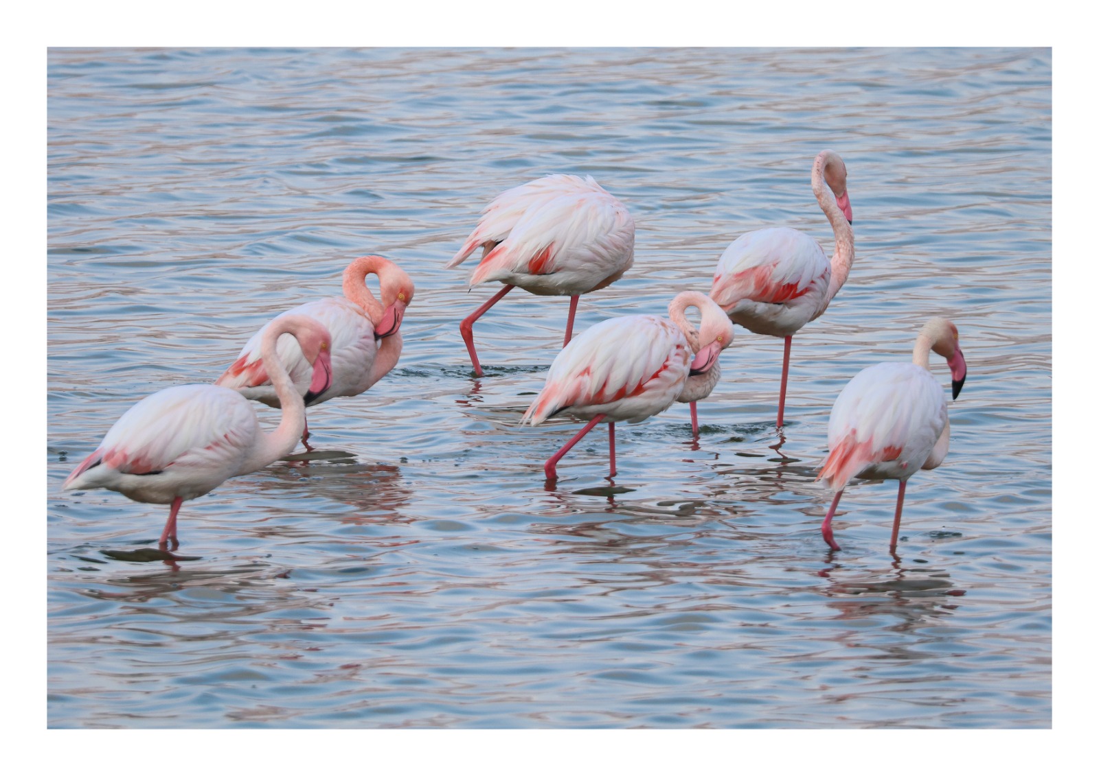 Madar Al-Saa Images 0.7649965147318232