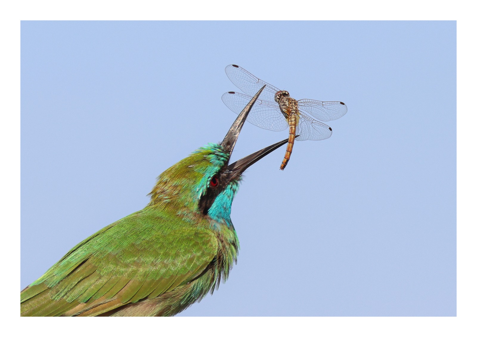 Madar Al-Saa Images 0.006058217524912313