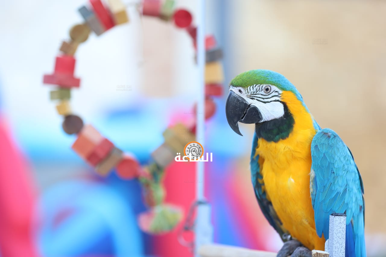 Madar Al-Saa Images 0.08387201287442214