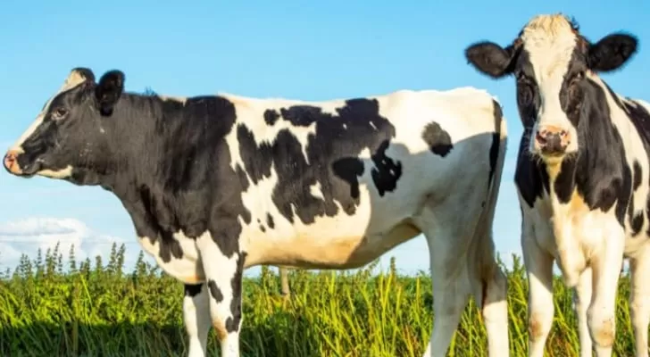 مدار الساعة,أخبار الأردن,اخبار الاردن,وزارة الزراعة