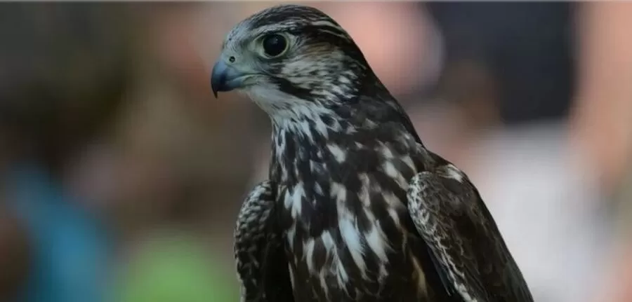 مدار الساعة,Video,فيديو,أخبار الأردن,اخبار الاردن,الجمارك الأردنية