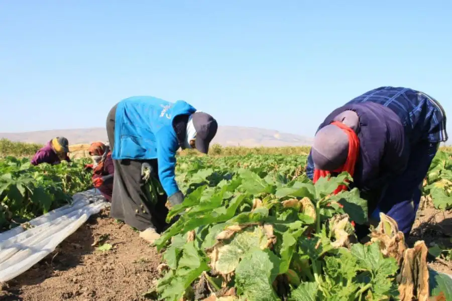 مدار الساعة,أخبار الأردن,اخبار الاردن,وزارة الزراعة,وكالة الأنباء الأردنية,درجات الحرارة