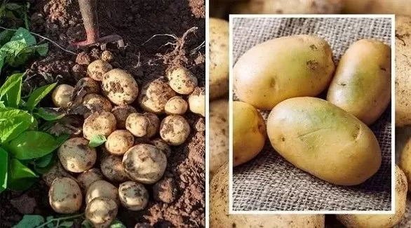 مدار الساعة,أخبار الأسرة