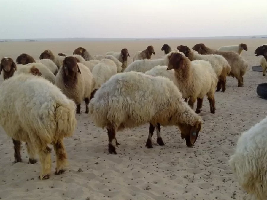 مدار الساعة,أخبار الأردن,اخبار الاردن,إذاعة الأمن العام,الأمن العام,الدوريات الخارجية,مستشفى الكرك الحكومي