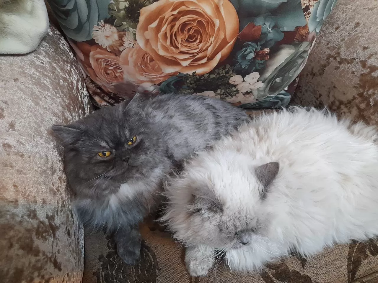 مدار الساعة,مناسبات أردنية