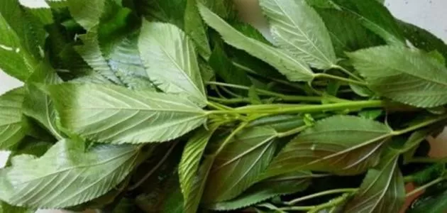 مدار الساعة,أخبار اقتصادية,أمانة عمان الكبرى