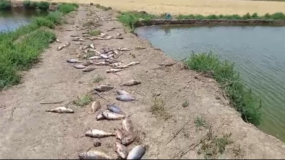 مدار الساعة,أخبار الأردن,اخبار الاردن,وزارة الزراعة,وادي الأردن,خزينة الدولة