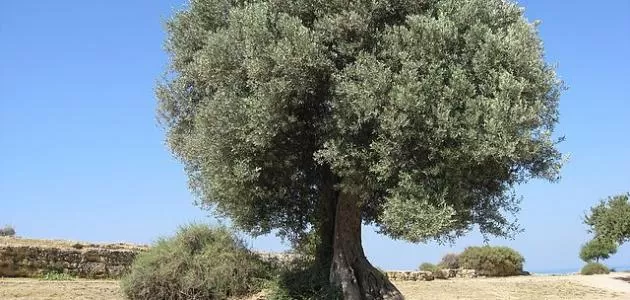 مدار الساعة,أخبار الأردن,اخبار الاردن,درجات الحرارة