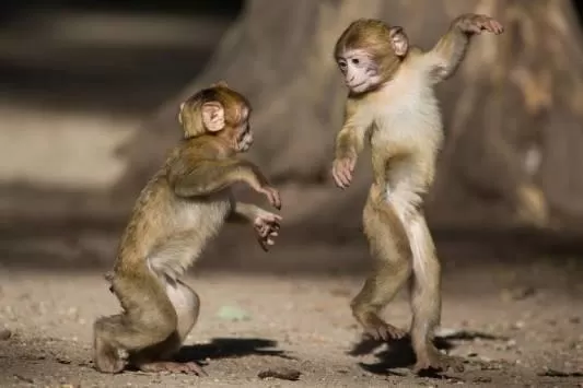 مدار الساعة,أخبار عربية ودولية,جدري القردة