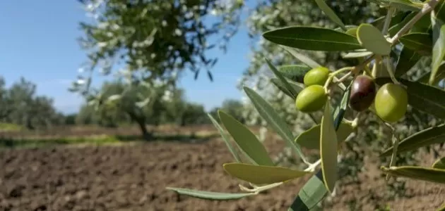 مدار الساعة,أخبار اقتصادية,وزير الزراعة,وزارة الزراعة,منظمة الصحة العالمية,الأمم المتحدة,التنمية المستدامة
