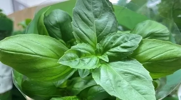 مدار الساعة,أخبار الأسرة,درجات الحرارة