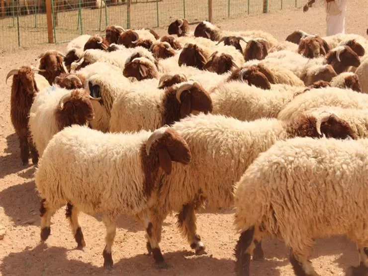 مدار الساعة,أخبار الأردن,اخبار الاردن,محمد المومني,عيد الأضحى