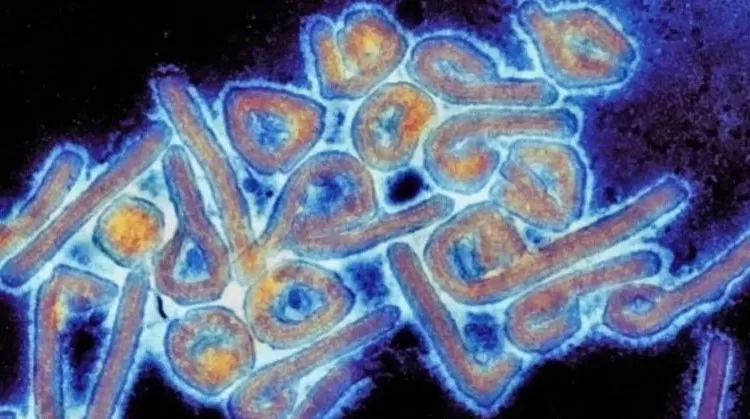 مدار الساعة,أخبار عربية ودولية,منظمة الصحة العالمية