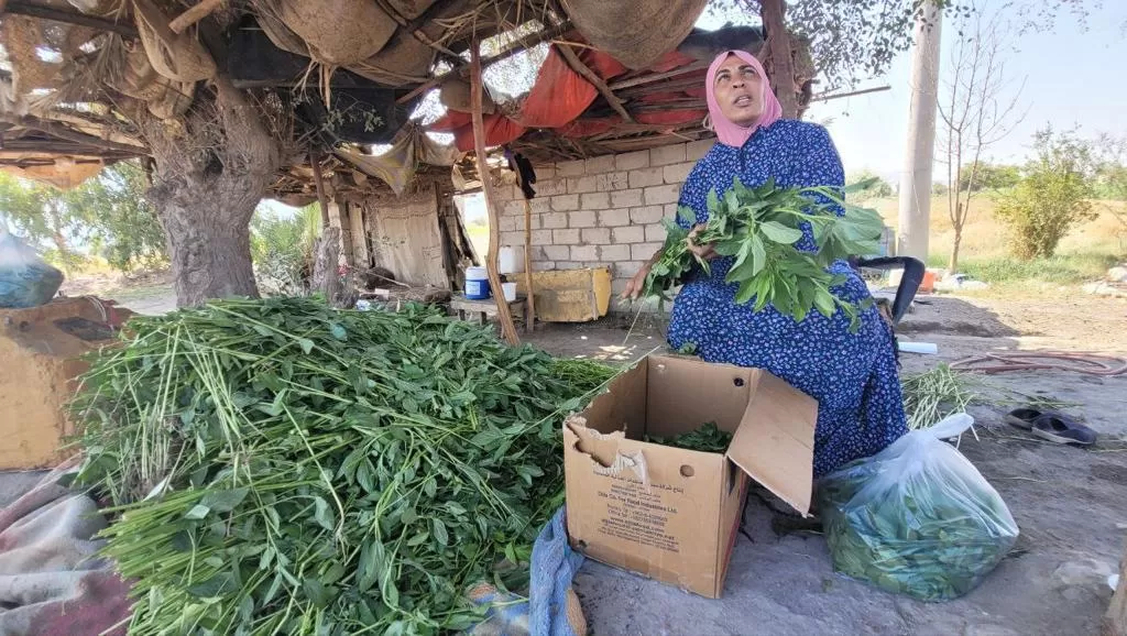 مدار الساعة,مناسبات أردنية