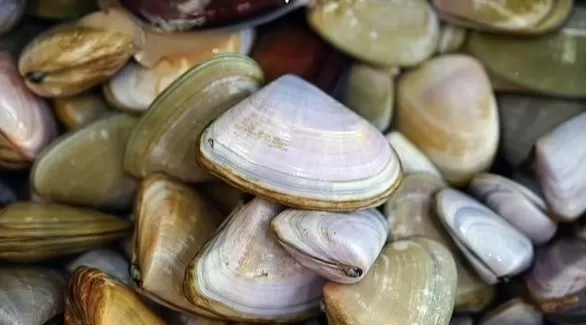 مدار الساعة,أخبار الأسرة