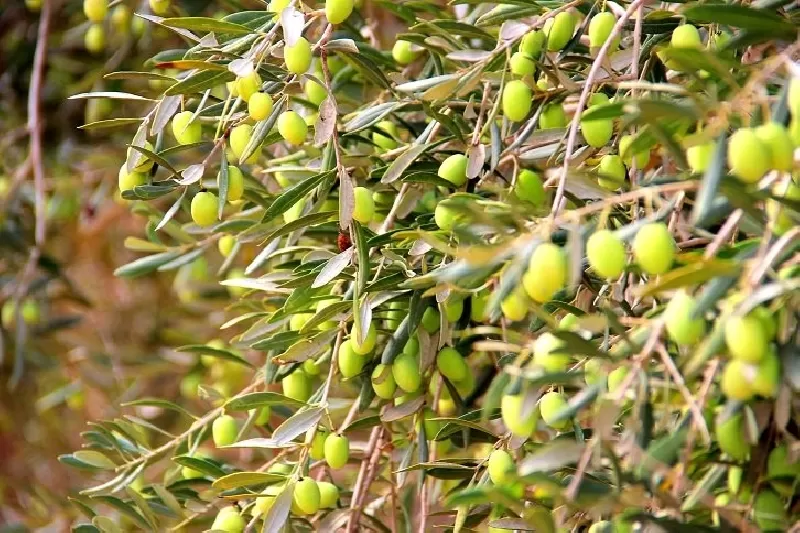 مدار الساعة,أخبار الأردن,اخبار الاردن,وزارة الزراعة
