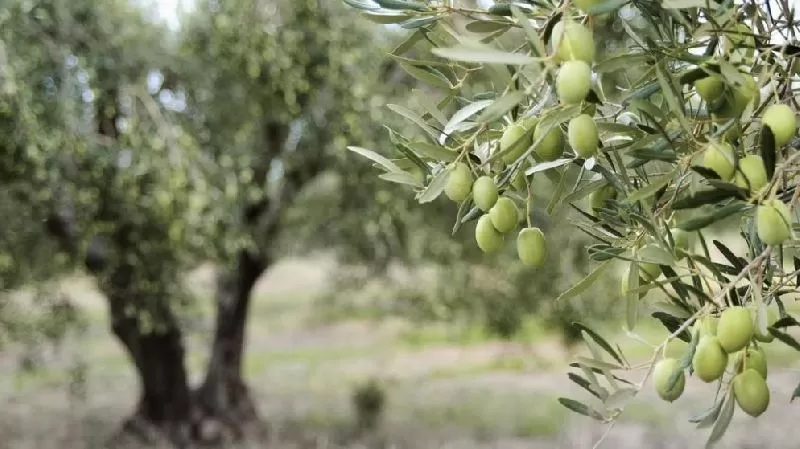 مدار الساعة,أخبار الأردن,اخبار الاردن,كورونا,وزارة الزراعة