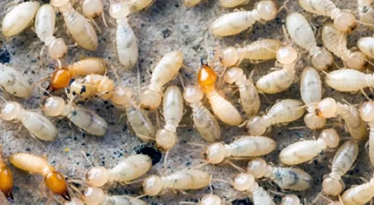 مدار الساعة,أخبار الأردن,اخبار الاردن