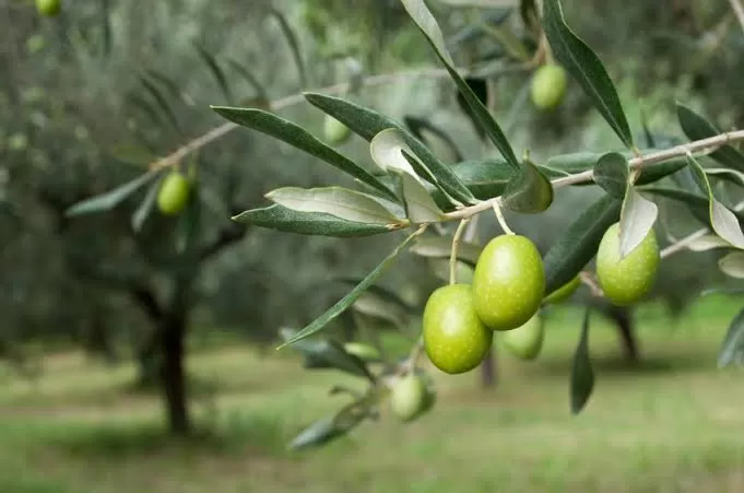مدار الساعة,أخبار الأردن,اخبار الاردن,وزارة الزراعة,كأس العالم