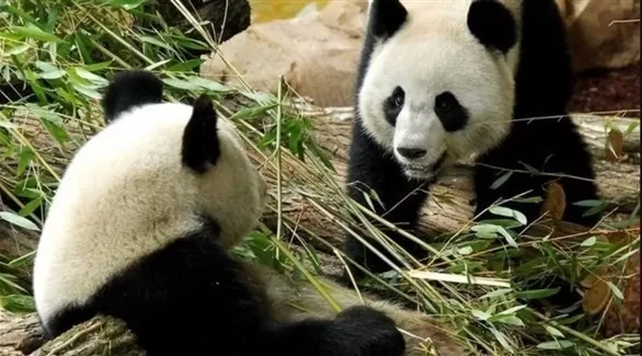 مدار الساعة,أخبار رياضية,كأس العالم