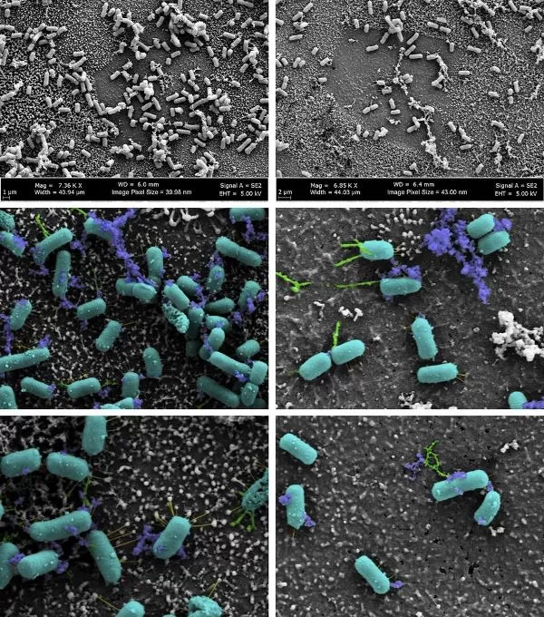 مدار الساعة,أخبار عربية ودولية,وزارة الصحة