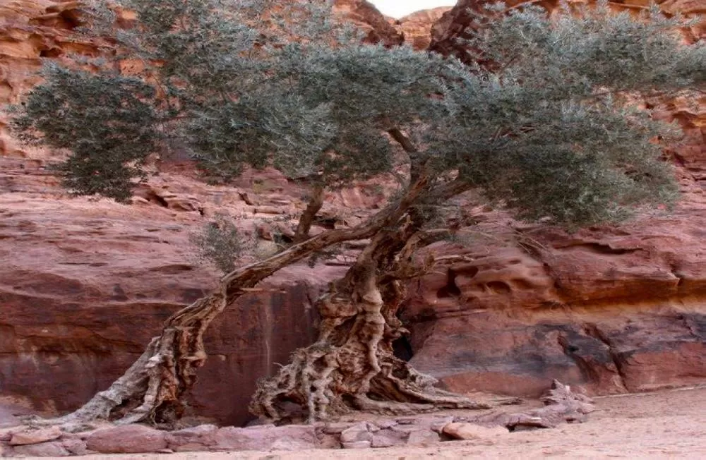 مدار الساعة,أخبار ثقافية,المركز الوطني للبحوث الزراعية,وزارة الزراعة,وكالة الأنباء الأردنية