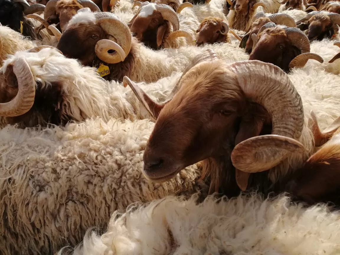 مدار الساعة,أخبار اقتصادية,وزارة الزراعة
