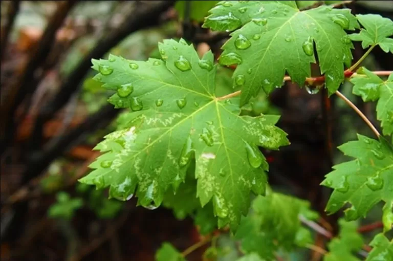 مدار الساعة,أخبار الأردن,اخبار الاردن,كورونا,وزارة الزراعة,جامعة البلقاء التطبيقية,جامعة عمان الأهلية,التنمية المستدامة