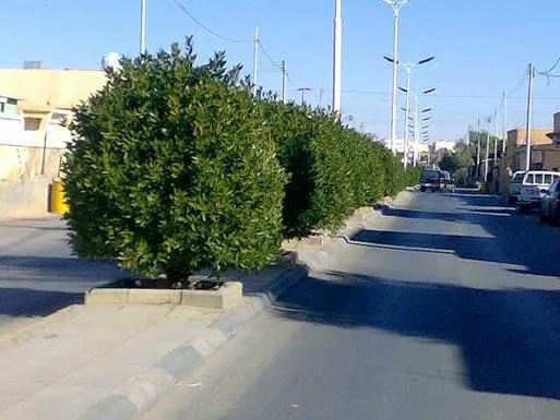 مدار الساعة,أخبار الأردن,اخبار الاردن,أمانة عمان الكبرى,الأمن العام,أمانة عمان,يوم الشجرة,الدفاع المدني