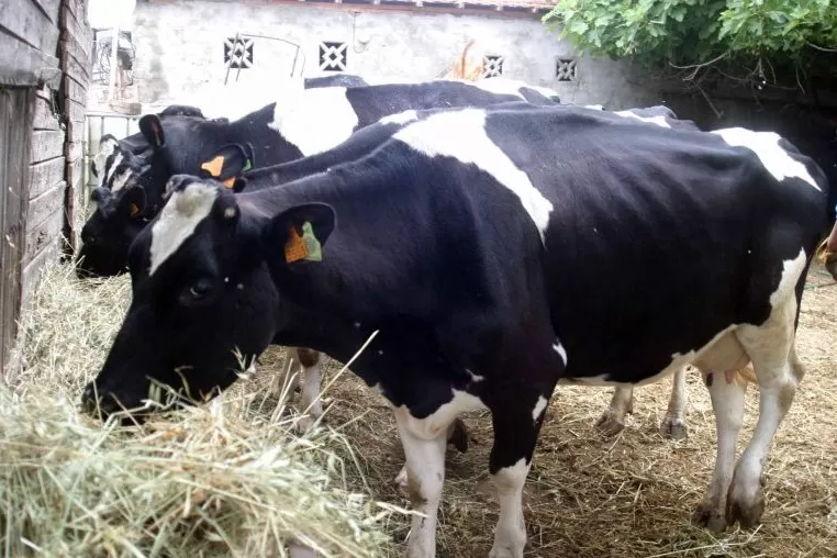 مدار الساعة,أخبار الأردن,اخبار الاردن,وزارة الزراعة,نقابة الأطباء