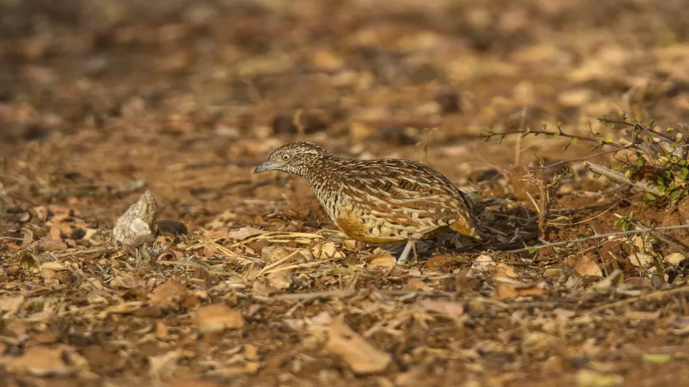 مدار الساعة,أخبار الأردن,اخبار الاردن
