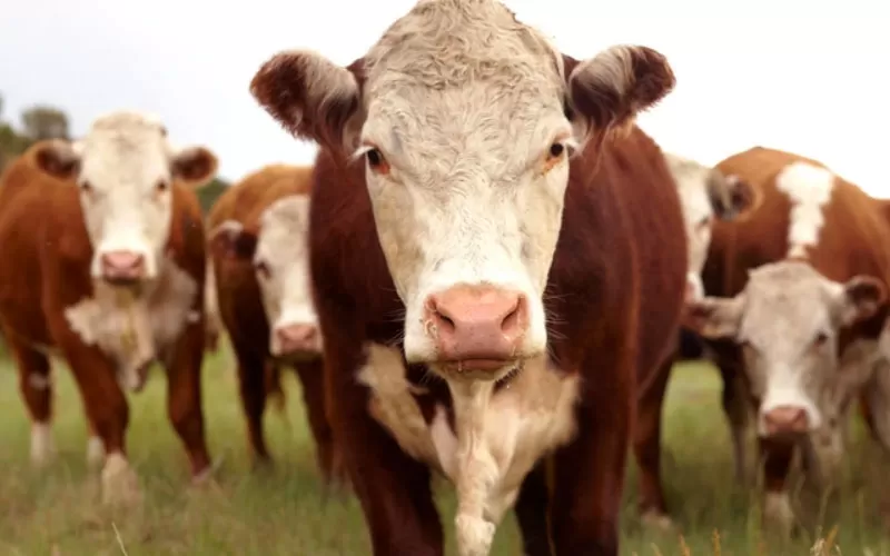 مدار الساعة,أخبار الأردن,اخبار الاردن,وزارة الزراعة