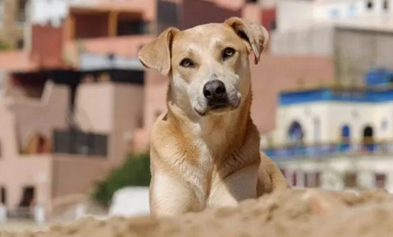 مدار الساعة,أخبار الأردن,اخبار الاردن,وزارة الصحة,مواقع التواصل الاجتماعي