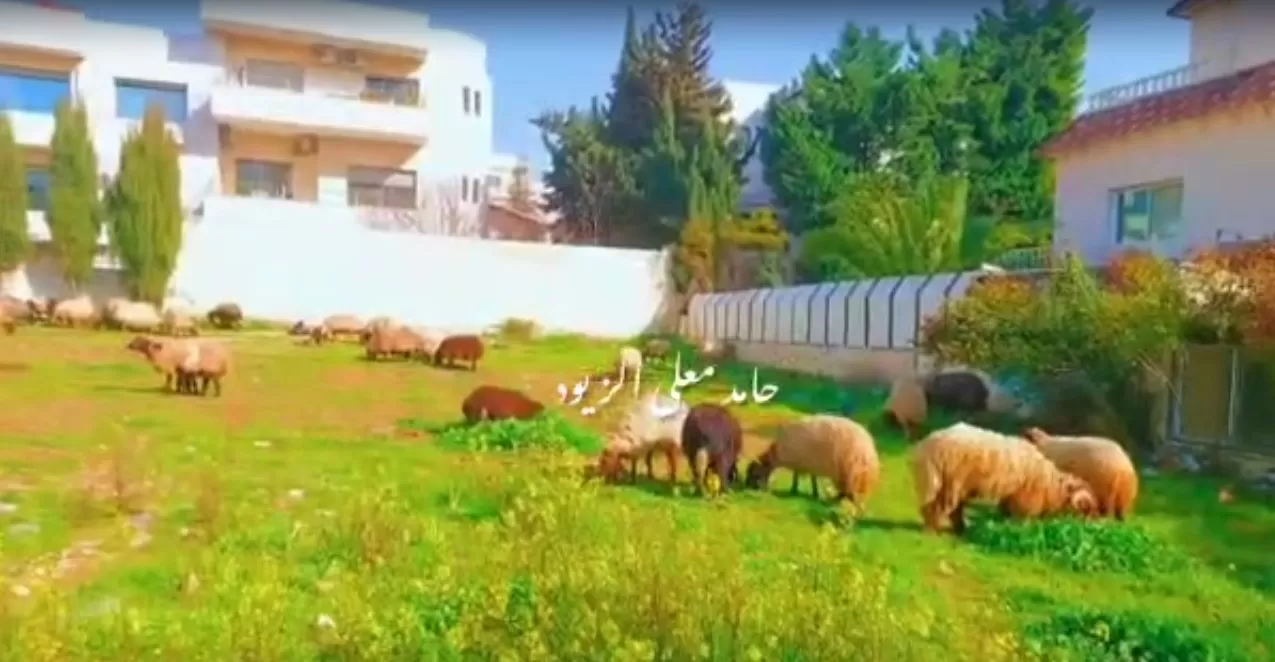 مدار الساعة,Video,فيديو,مناسبات أردنية