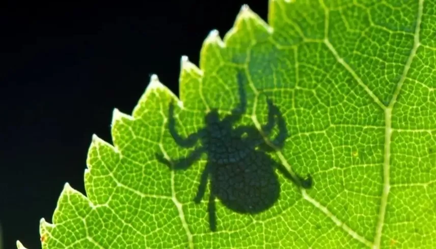 مدار الساعة,أخبار الصحة والأسرة