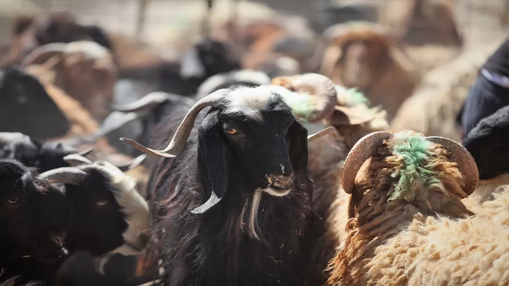 مدار الساعة,أخبار اقتصادية