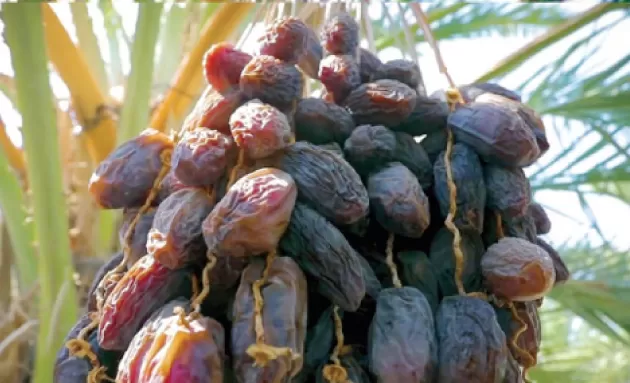 مدار الساعة,أخبار اقتصادية