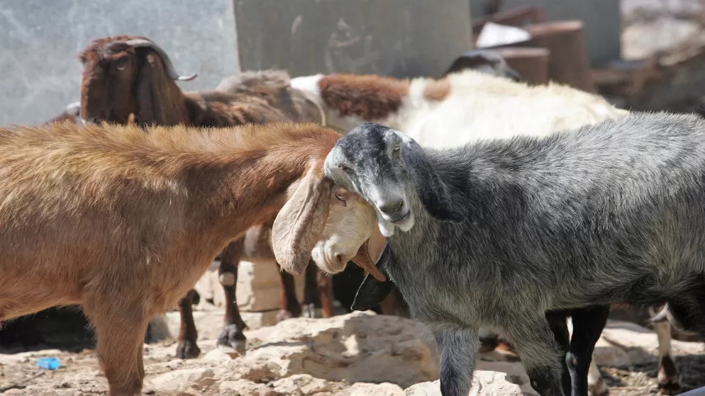 مدار الساعة,أخبار الأردن,اخبار الاردن