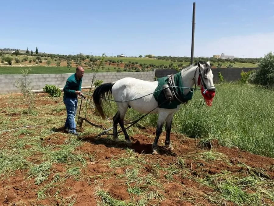 مدار الساعة,أخبار الأردن,اخبار الاردن,رئيس الوزراء,عيد الفطر,#الزراعة #المحراث #الزيتون #الأمطار #الاستثمار_الزراعي